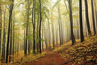 Trees in forest during autumn