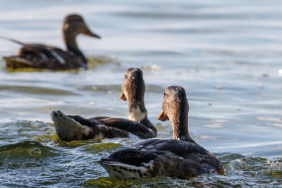 Ducks swimming in lake