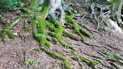 High angle view of moss growing on tree trunk
