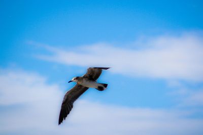 Low angle view of seagull flying against blue sky