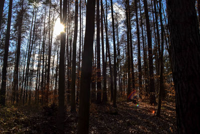 Trees in forest during sunset