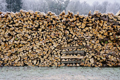 Stack of logs in forest