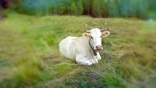 grass