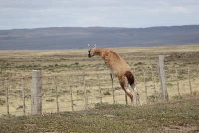 Sheep standing in a field