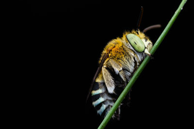 Close-up of caterpillar against black background