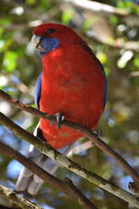 Close-up of bird perching on branch