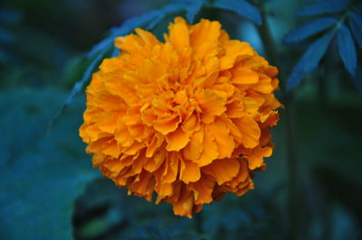 Close-up of yellow marigold flower