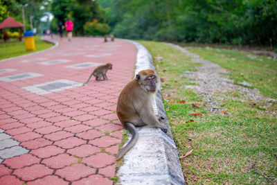 Monkey on the footpath