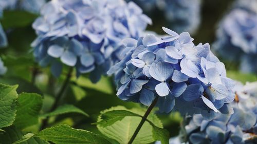 Close-up of purple hydrangea plant