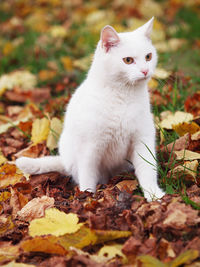 Close-up of cat sitting on autumn leaves