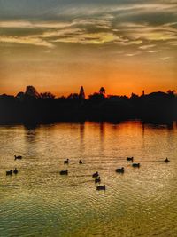 Swans swimming in lake against sky during sunset