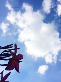 Low angle view of flower blooming against sky