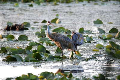 View of birds in lake