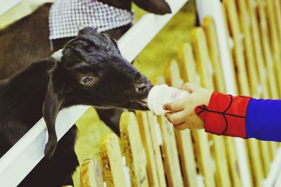 Cropped hand of child feeding milk to goat