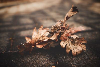 Close-up of dry leaves on field during autumn