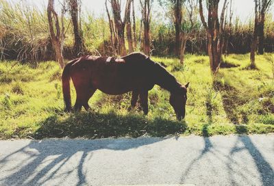 Horse standing on field against trees