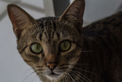 Close-up portrait of cat