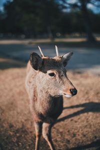 Close-up of deer