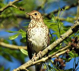 Close-up of bird perching on tree