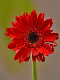 Close-up of red daisy
