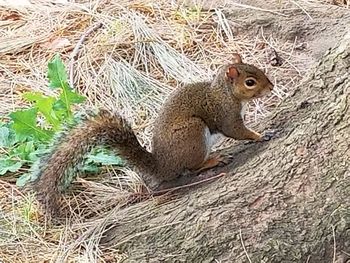 Squirrel in a field