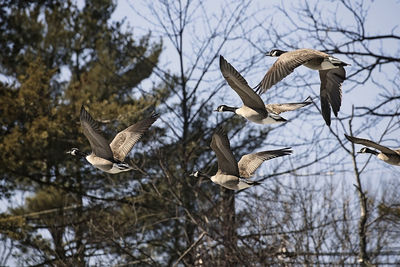 Low angle view of birds flying over bare trees