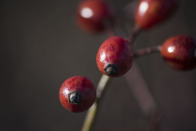 Close-up of red berries on plant