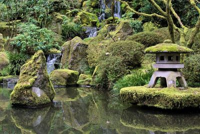 Scenic view of pond in japanese garden