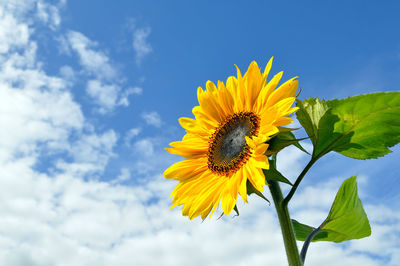 Bee pollinating on sunflower