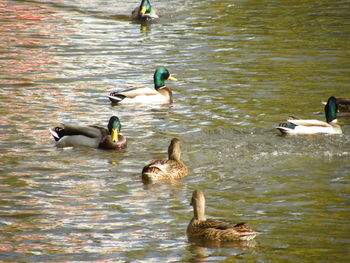 Ducks swimming in lake