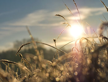 Close-up of stalks in field against sky