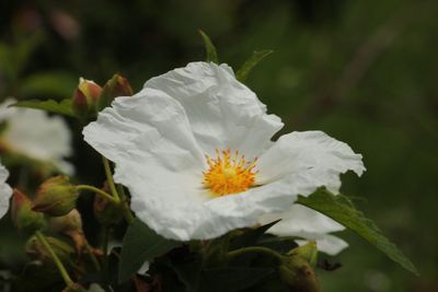 Close-up of white flowering plant