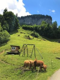 Sheep on field against sky