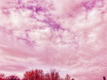 Low angle view of pink tree against sky