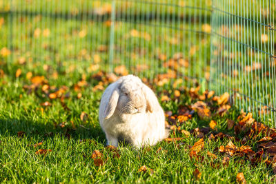 View of an animal on field