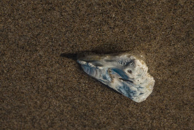 High angle view of fish on beach