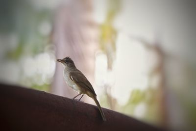 Close-up of bird perching on a tree