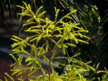 Close-up of fresh green plant