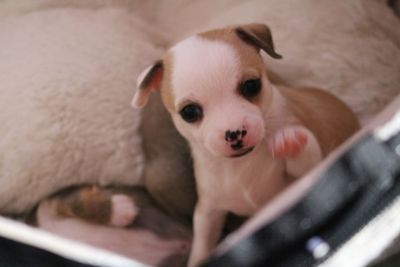 High angle portrait of puppy