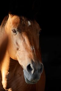 Close-up of a horse against black background