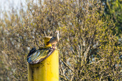 Bird perching on a branch