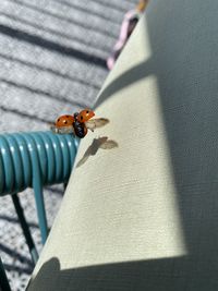 High angle view of bee on leaf