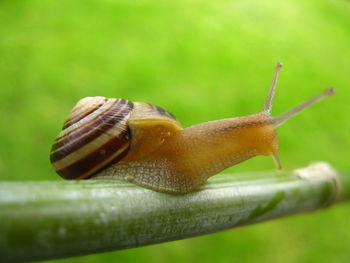 Close-up of snail on plant stem