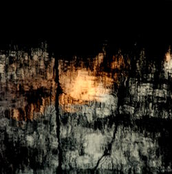 Close-up of tree against sky at night