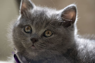 Close-up portrait of a cat