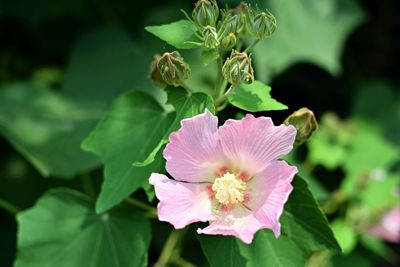 Close-up of pink flowering plant