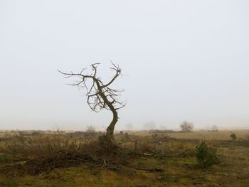 Bare tree on field against clear sky