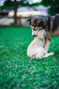 High angle view of puppy on field