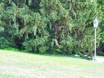 Trees on field