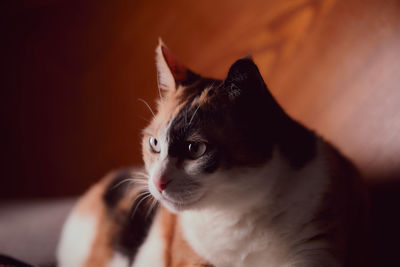 Close-up of cat